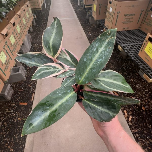 4" Calathea Stromanthe Triostar