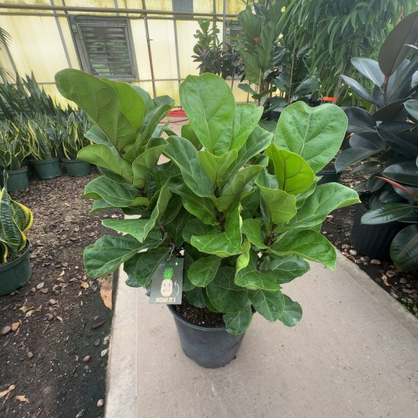 12" Ficus Little Fiddle Bush/Column 3'