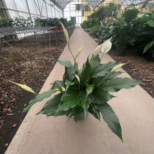6" Spath with Spikes