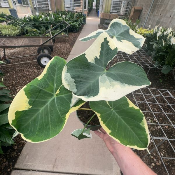 6" Alocasia Mickey Mouse