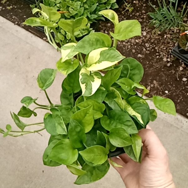 6" Pothos Lemon Meringue