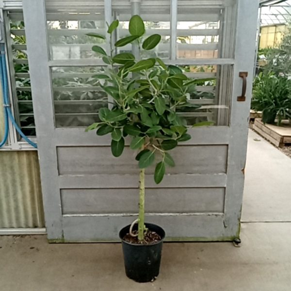 12" Ficus Audrey Std