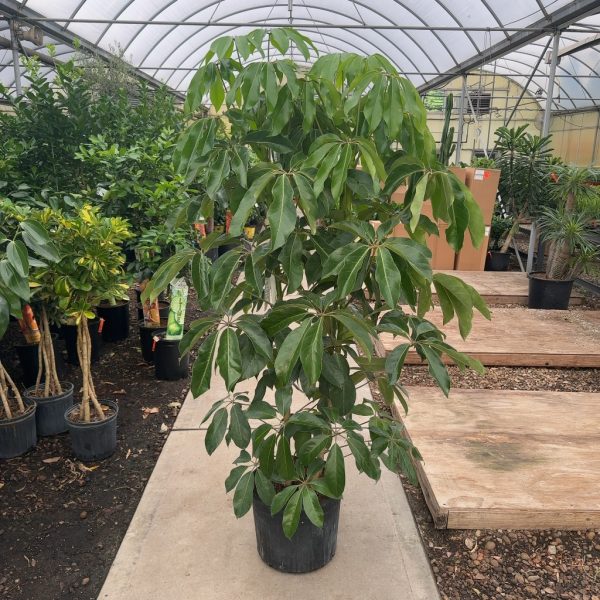 14" Scheff Amate 6'