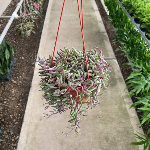 6" Senecio Ruby Necklace HB (CA)