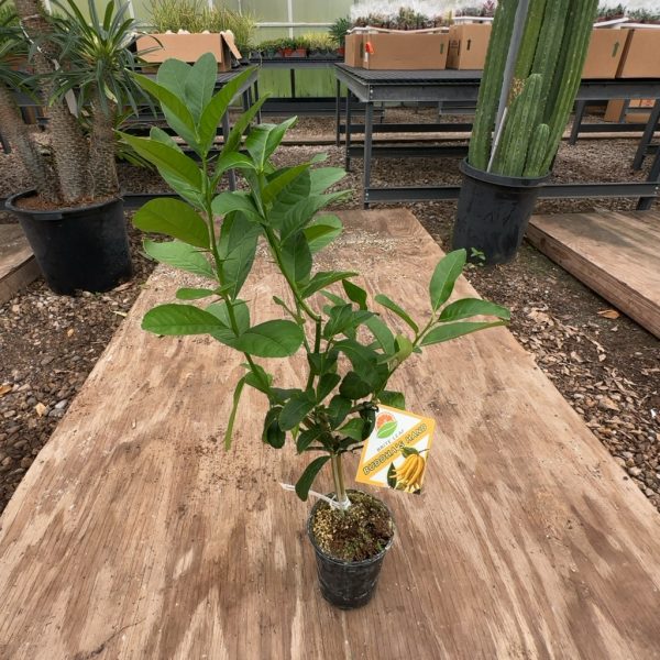 5" Citrus Bush Buddha's Hand Premium