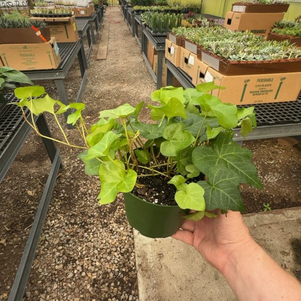 6" Ivy English Green