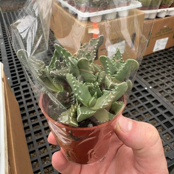 2.5" Tiger Jaw (CA)