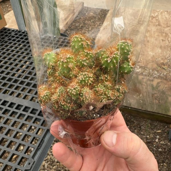 2.5" Cactus Crested Monster (CA)