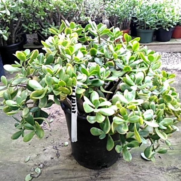 12"/5G Crassula Jade Sunset (CA)