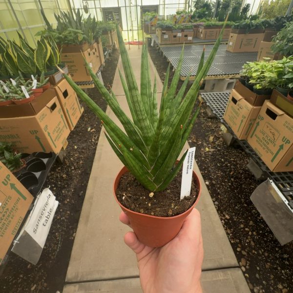 4" Sans Francissi