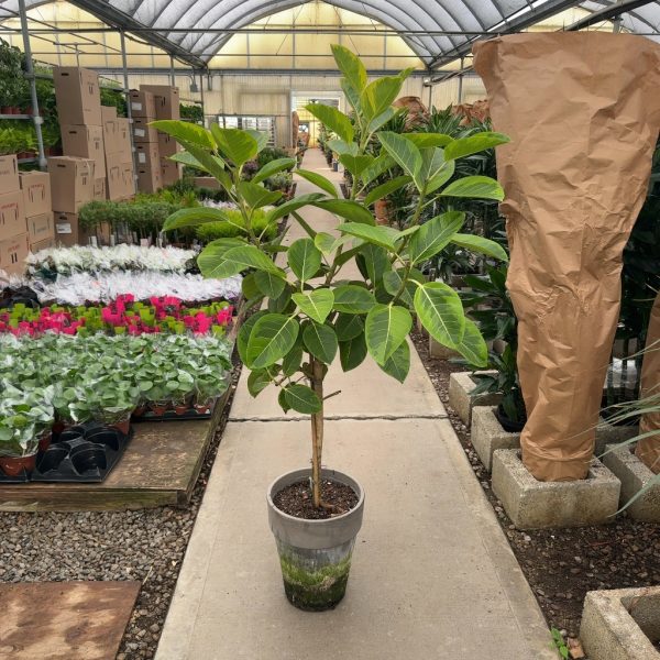 Ficus Golden Gem Topiary; 12" clay pot