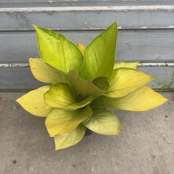 10" Anthurium King of Kings