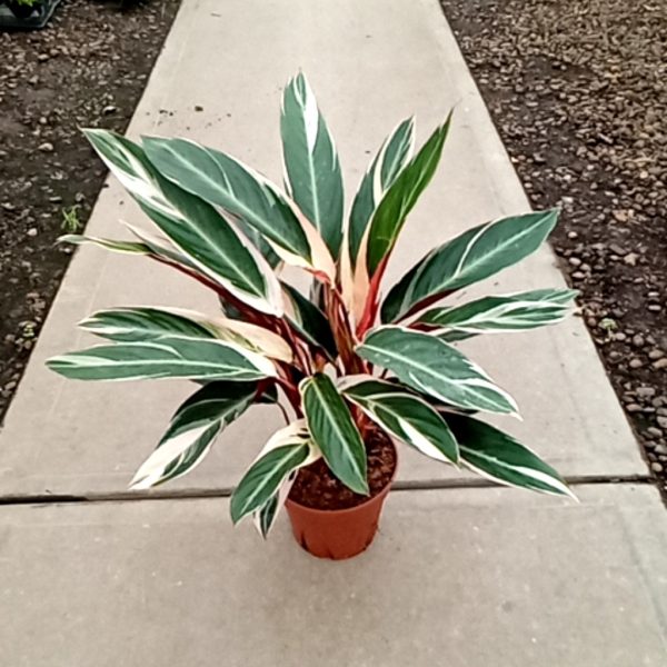 8" Calathea Stromanthe Triostar