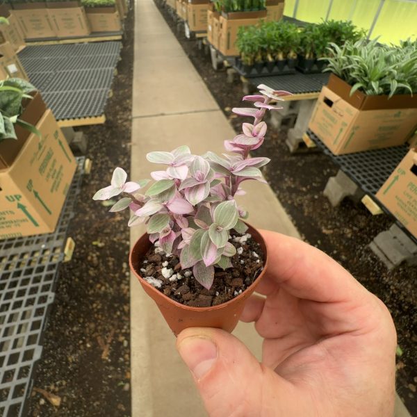 2" Tradescantia Pink Panther (pk 45)