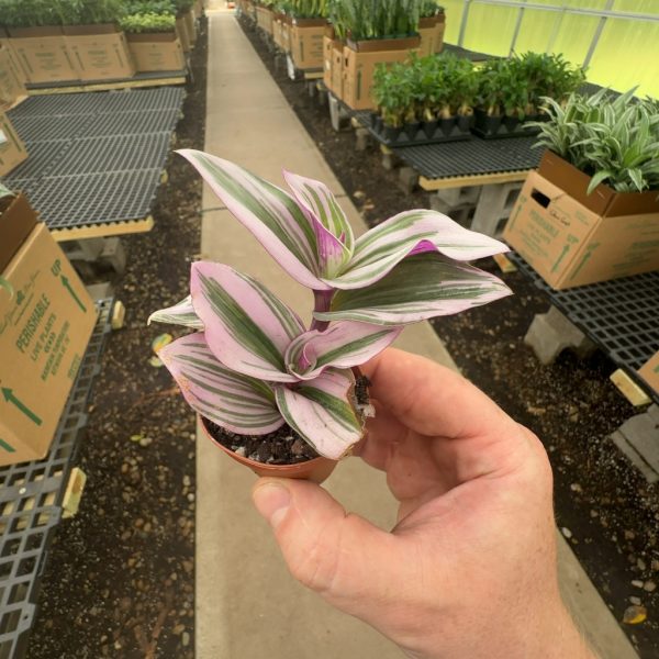 2" Tradescantia Nanouk (pk 45)