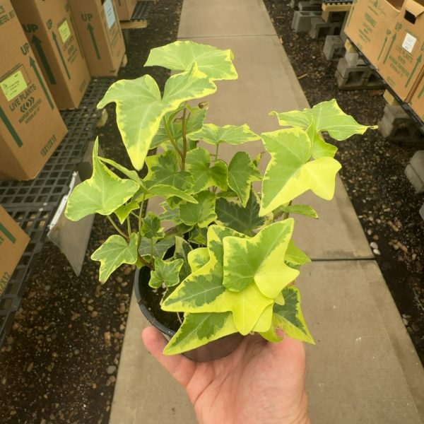 4" Ivy English Gold VAR