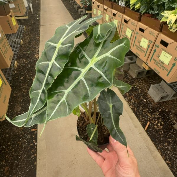 4" Alocasia Polly