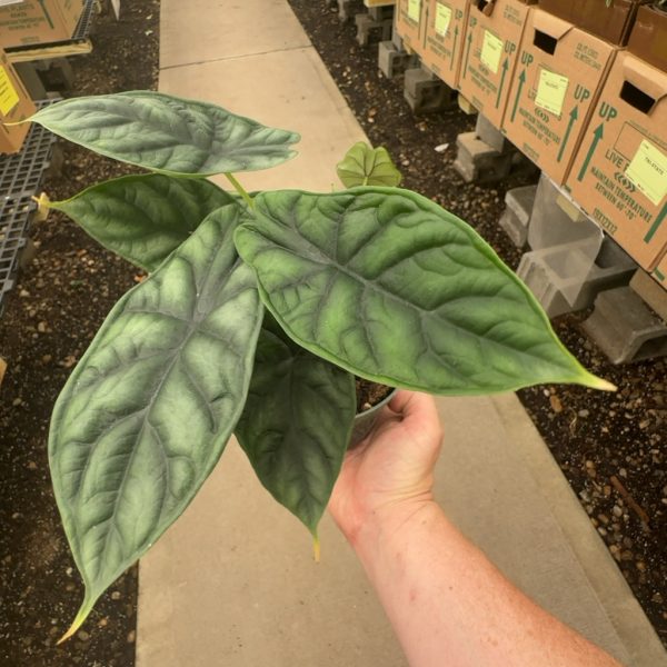 4" Alocasia Dragon Scale