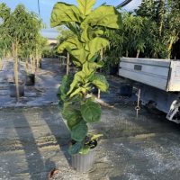 12" Ficus Lyrata Column 1ppp 5'