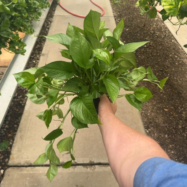6" Pothos Jade