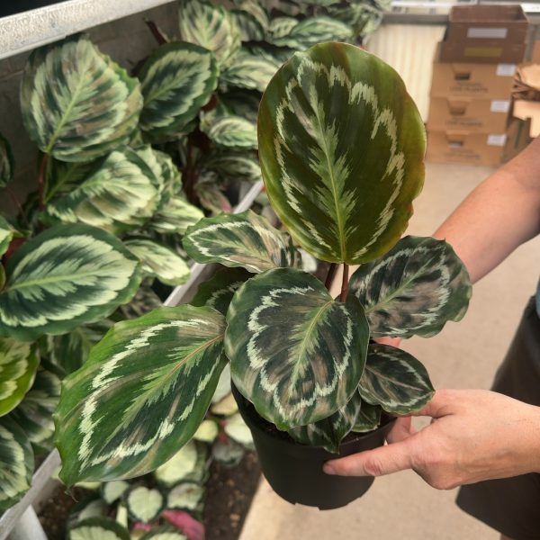 6" Calathea Medallion