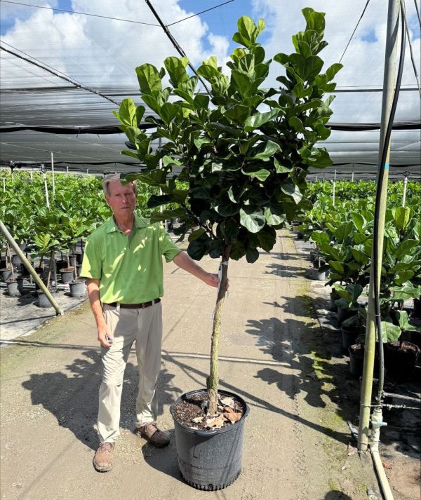 Little Fiddle 17″ Ficus Little Fiddle Std – Tri State Foliage