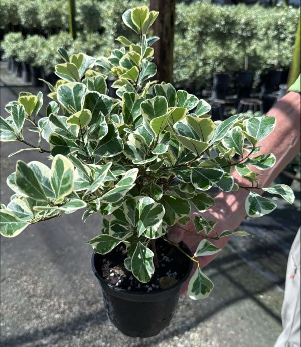 6" Ficus Triangularis VAR Bush