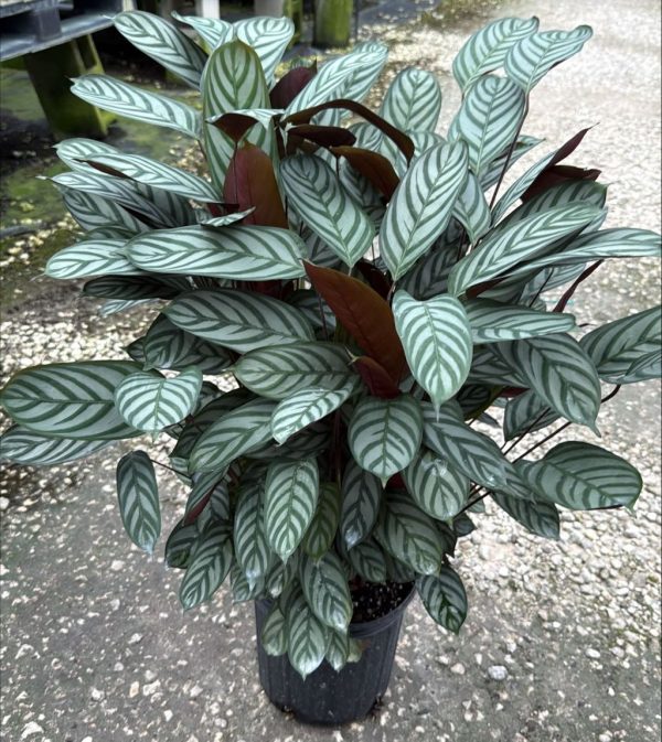 8" Calathea Exotica