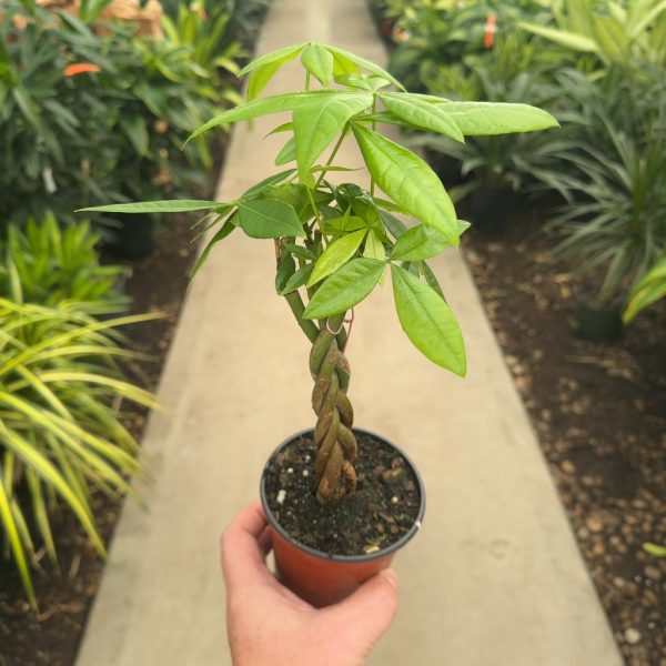 4" Pachira Money Tree Braid