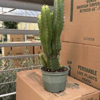 6" Euphorbia Eritrea