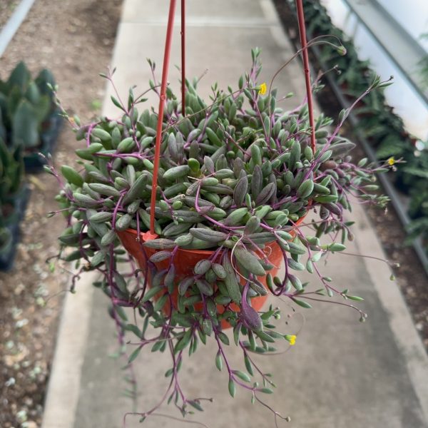 6" Senecio Ruby Necklace HB