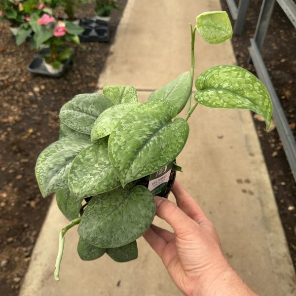 6" Scindapsus Mount Salak