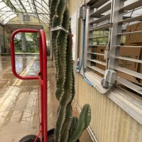 14" Cactus Cereus Peruvianus Swirl 1ppp
