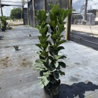 12" Ficus Bambino Column 4'