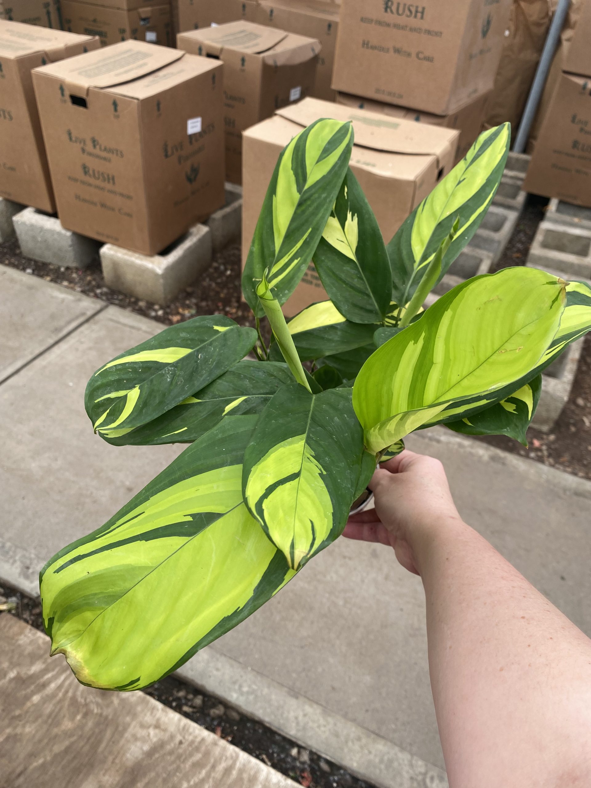4 Calathea Ctenanthe Golden [CA]  Tri State Foliage