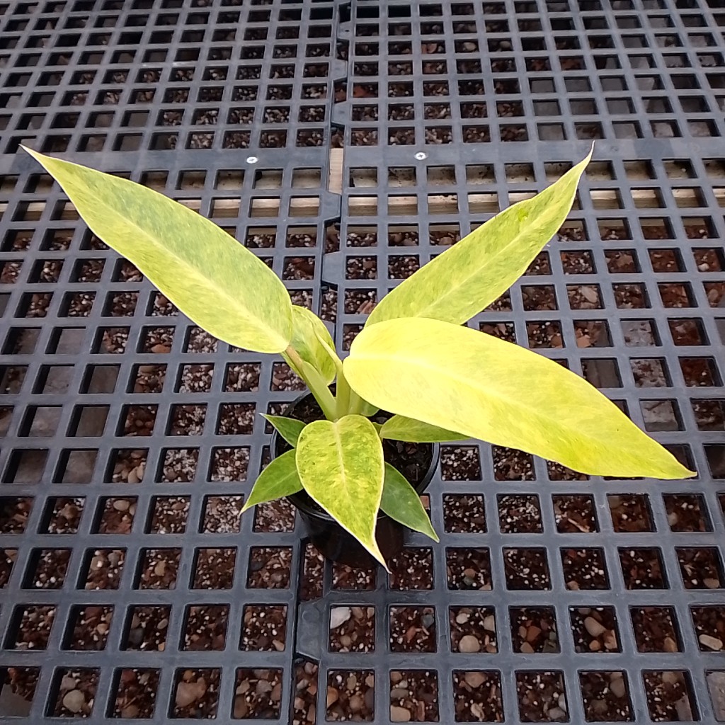 4 Philo Calkins Gold  Tri State Foliage
