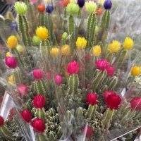 2.5" Cactus Fairy Castle / Lady Finger Asst