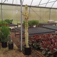 14"/7G Euphorbia Ammak VAR