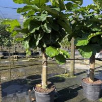17" Ficus Lyrata Std/Character (Extra Thick Trunk)
