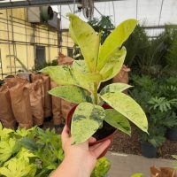 6" Ficus Shivereana / Moonshine