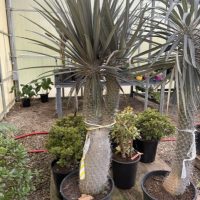 14" Pachypodium Geayi Multi