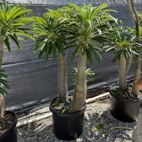14" Pachypodium Geayi Multi