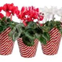 6" Cyclamen in Candy Cane Stripe PC w/Pick