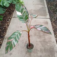 6" Banana Nono Pink VAR