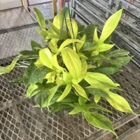 8" Philo Florida Ghost HB