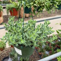 6" Delosperma Echinatum / Pickle Plant HB