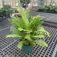 8" Fern Silver Lady