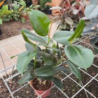 6" Ficus Melanie
