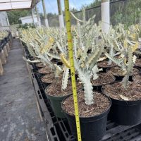 8" Euphorbia White Ghost