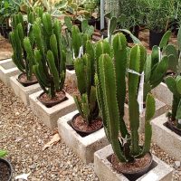 10" Euphorbia Eritrea